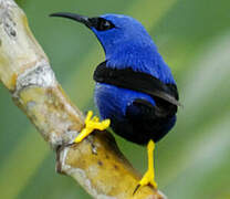 Purple Honeycreeper