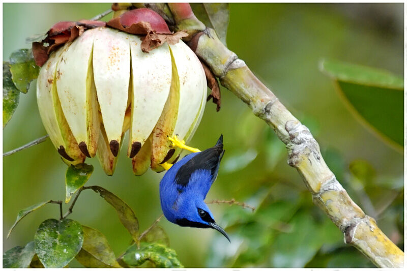 Purple Honeycreeper male adult