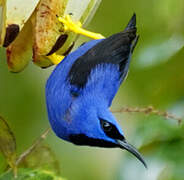 Purple Honeycreeper