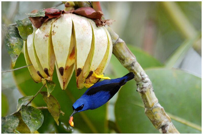 Purple Honeycreeper male adult