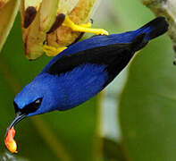 Purple Honeycreeper