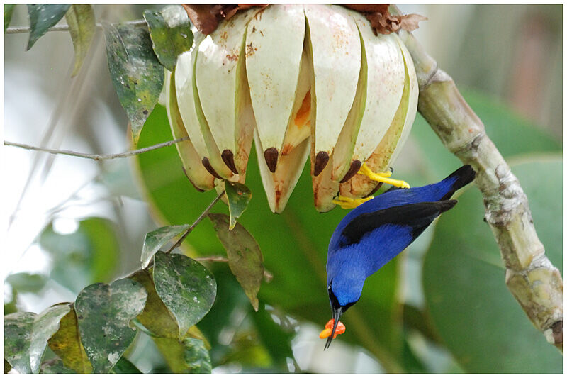 Purple Honeycreeper male adult