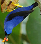 Purple Honeycreeper