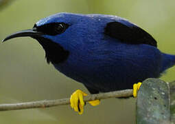 Purple Honeycreeper