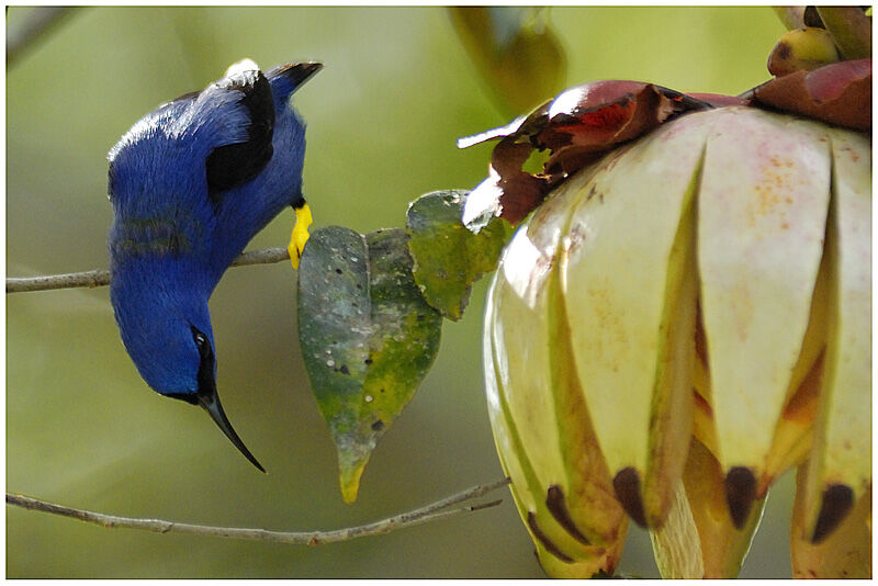 Purple Honeycreeper male adult