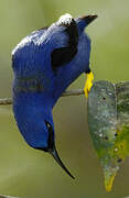 Purple Honeycreeper