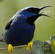 Purple Honeycreeper