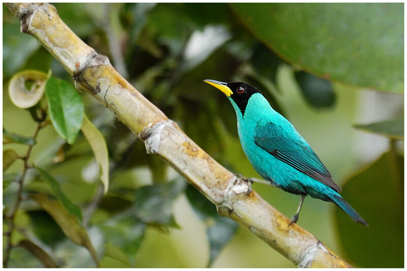 Green Honeycreeper male adult