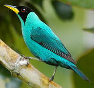 Green Honeycreeper