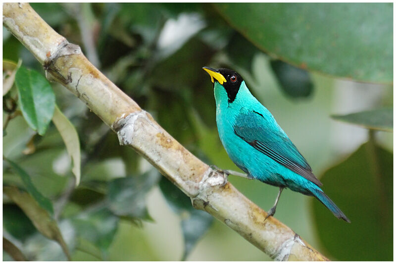 Green Honeycreeper male adult