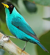 Green Honeycreeper