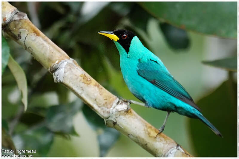 Green Honeycreeper male adult, identification