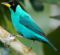 Green Honeycreeper