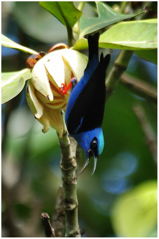 Red-legged Honeycreeper male adult