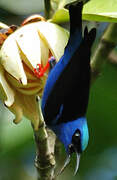 Red-legged Honeycreeper