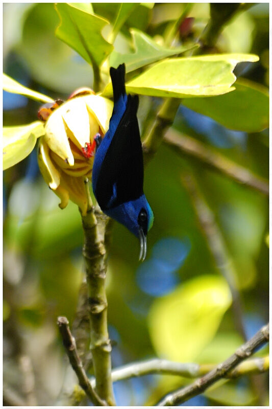 Red-legged Honeycreeper male adult