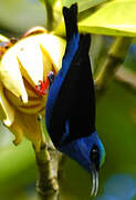 Red-legged Honeycreeper