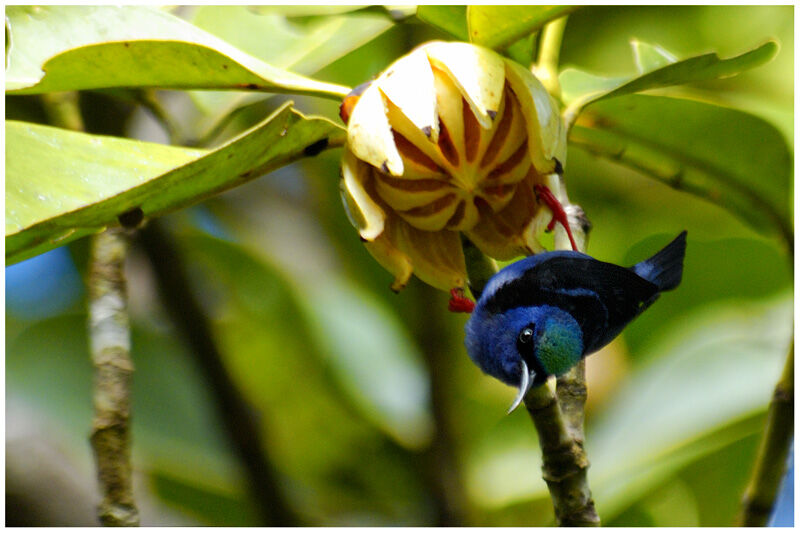 Red-legged Honeycreeper male adult