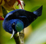 Red-legged Honeycreeper