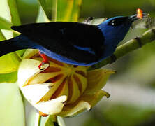 Red-legged Honeycreeper