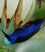 Red-legged Honeycreeper