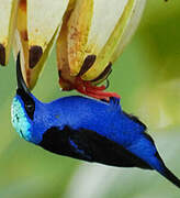 Red-legged Honeycreeper