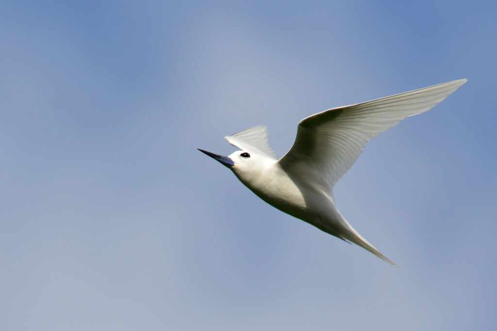 White Tern, Flight