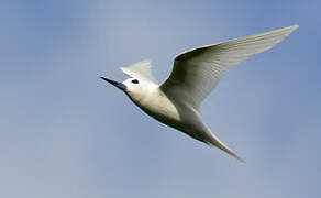 White Tern