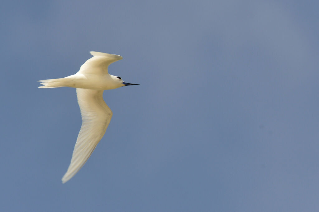 White Ternadult, Flight