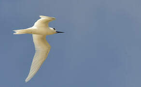 White Tern