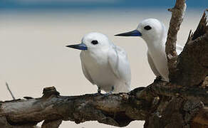 White Tern