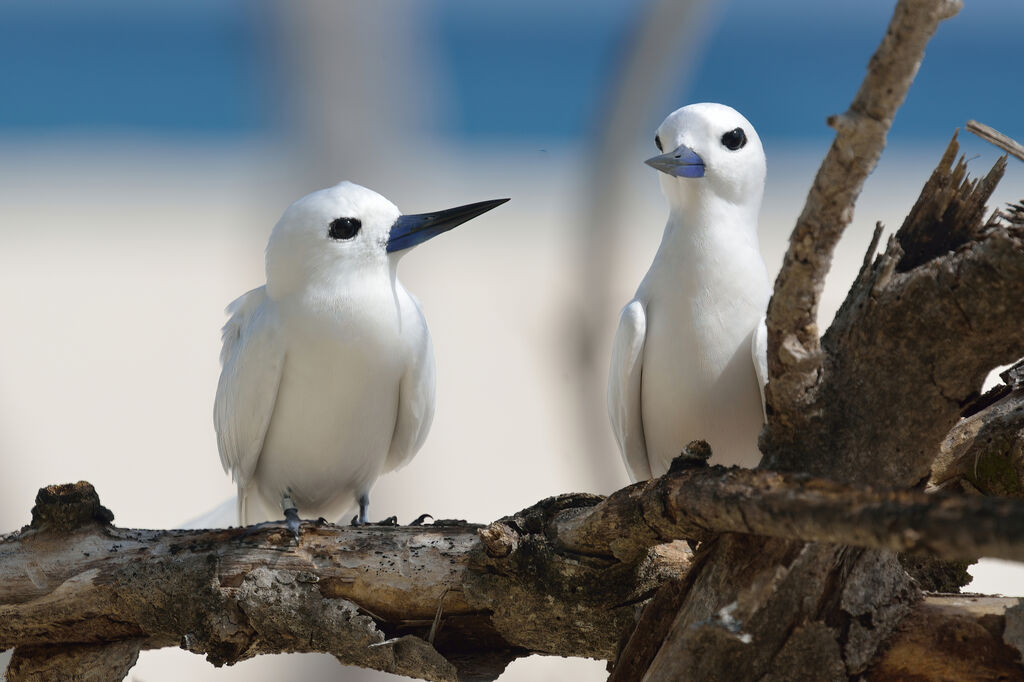 White Tern