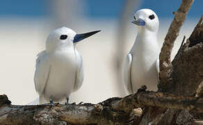 White Tern