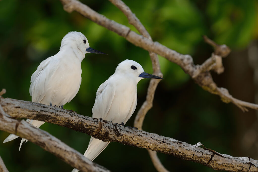 White Tern