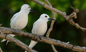 White Tern