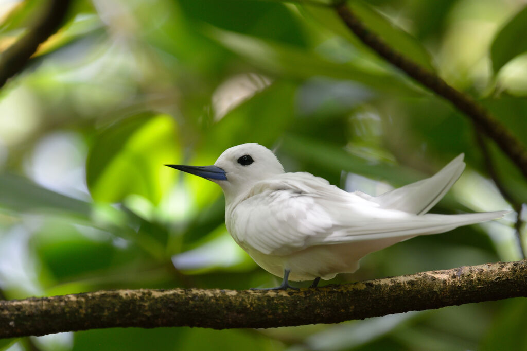 White Tern