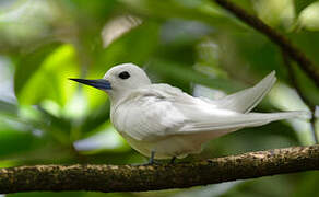 White Tern