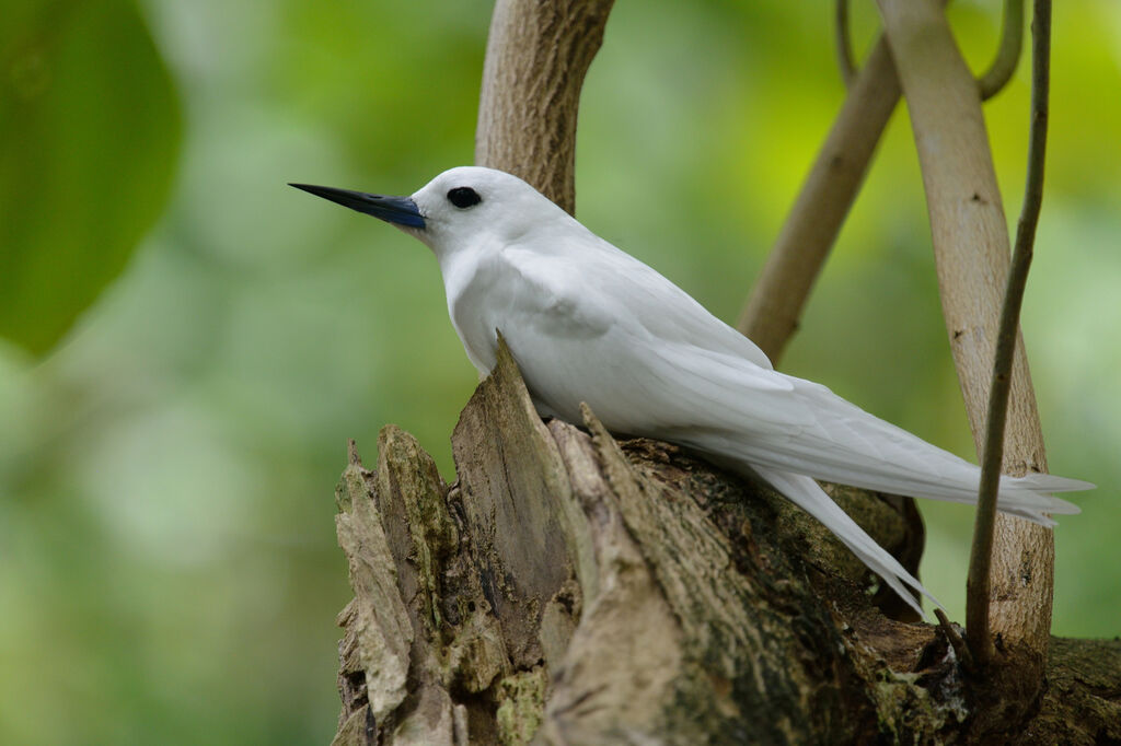 Gygis blanche