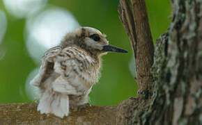 White Tern