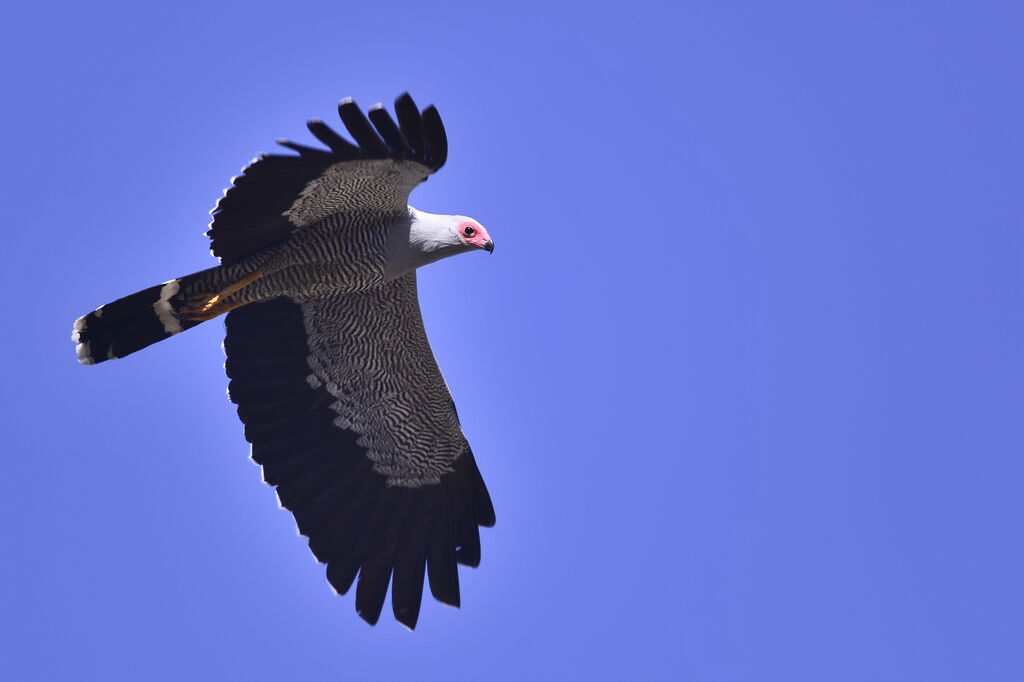 Madagascan Harrier-Hawkadult, Flight