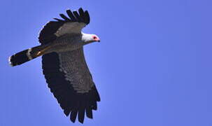 Madagascar Harrier-Hawk