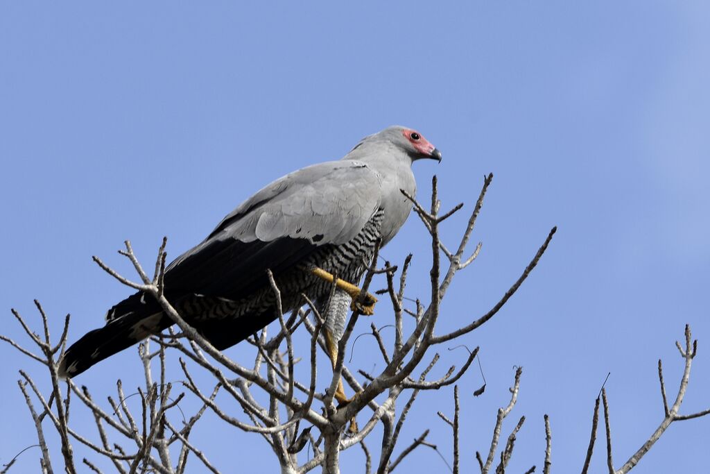 Gymnogène de Madagascaradulte, Vol