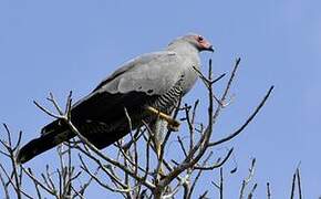 Madagascar Harrier-Hawk