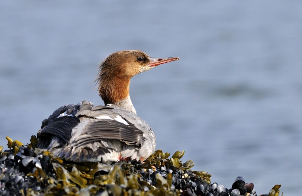 Common Merganser female adult