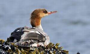 Common Merganser