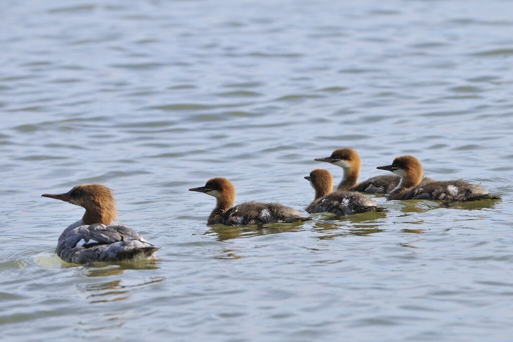 Common Merganser