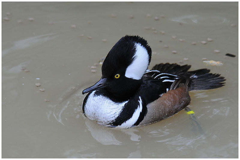 Hooded Merganser male adult