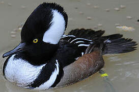 Hooded Merganser