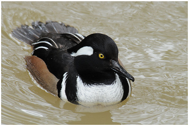 Hooded Merganser male adult