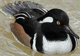 Hooded Merganser